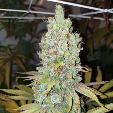 Di Frutti > Karma Genetics | Feminized Marijuana   |  hybrid